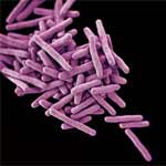 A group of purple, rod-shaped bacterial cells rendered by computer at Centers for Disease Control and Prevention by Melissa Brower.