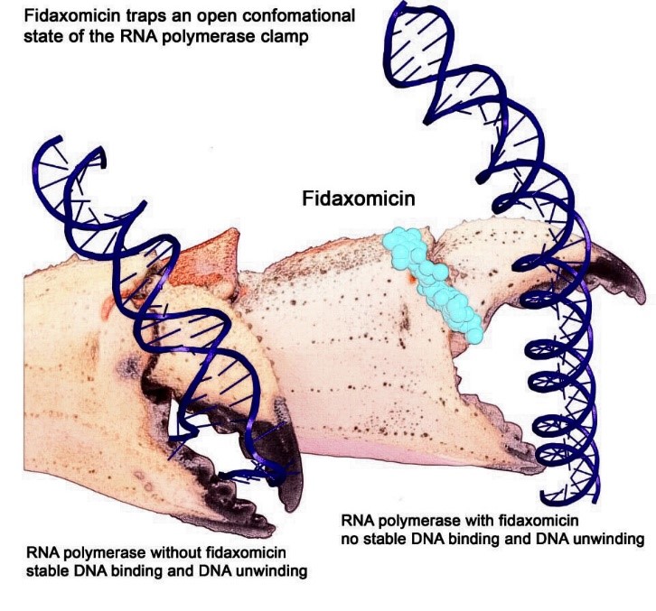RNAP illustrated as a crab claw, clamping on a DNA double helix.