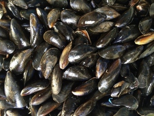 A pile of ocean mussels with shiny black shells.