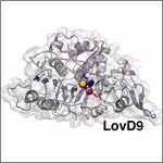 Mutated enzyme, LovD9. Credit: Silvia Osuna and Gonzalo Jiménez-Osés, University of California, Los Angeles.