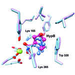 Comparison of the predicted binding of the substrate to the active site of HpbD (blue) with the binding sites determined experimentally by crystallography (magenta). Credit: Matt Jacobson, University of California, San Francisco; Steve Almo, Albert Einstein College of Medicine.