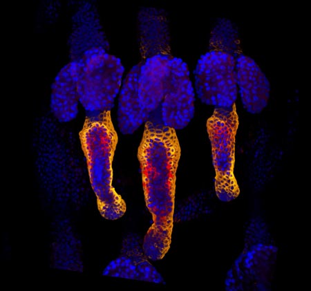 Wound healing in process. Credit: Yaron Fuchs and Samara Brown in the lab of Hermann Steller, Rockefeller University.