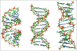 A, B and Z DNA.