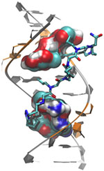 Genetic defect that causes myotonic dystrophy type 2 and used that information to design drug candidates to counteract the disease. Credit: Ilyas Yildirim, Northwestern University.