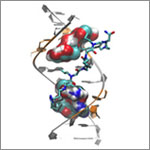 Genetic defect that causes myotonic dystrophy type 2 and used that information to design drug candidates to counteract the disease. Credit: Ilyas Yildirim, Northwestern University.