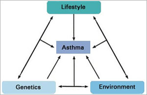 Illustration showing the factors that may contribute to asthma.