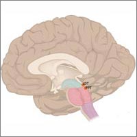 Illustration of a brain.