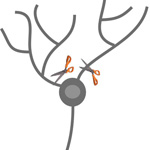 Dendrites