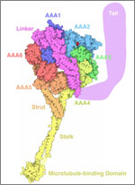 Dynein, a motor protein. Credit: David S. Goodsell, The Scripps Research Institute and the RCSB PDB.