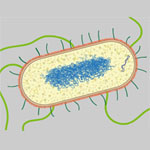 Illustration of E. coli. Credit: Janet Iwasa, University of Utah.