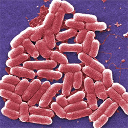 E.Coli