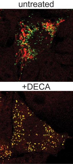 AGT protein and peroxisomes in untreated and treated cells.