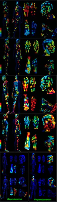 Maps of skin surface areas show the distribution patterns of bacteria (top, bottom) and molecules (middle).