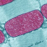 Mitochondria from the heart muscle cell of a rat.