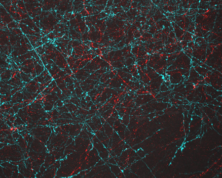 Neurons activated with red or blue light.