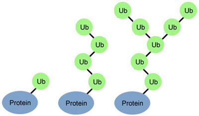 Ubiquitin (Ub) molecules