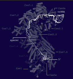 Structural model of the Cascade surveillance machine