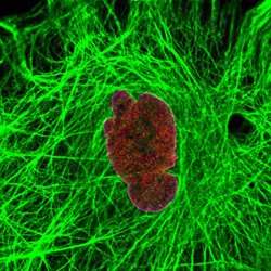 Cytoplasmic filaments around the central nucleus