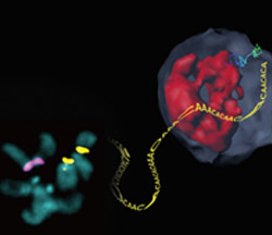 Damaged heterochromatin represented by nucleotides GCAT