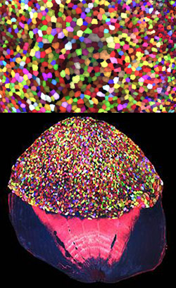 Top: Colorful skin cells on a zebrafish . Bottom: Cells from the outer surface of the scale.