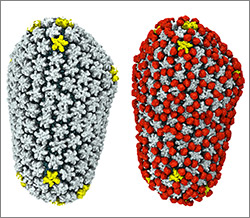 HIV capsid with (right, red) and without (left) a camouflaging human protein.