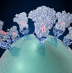 Coronavirus (globe,bottom) with glycoproteins (cone-shaped structures) studding the surface.