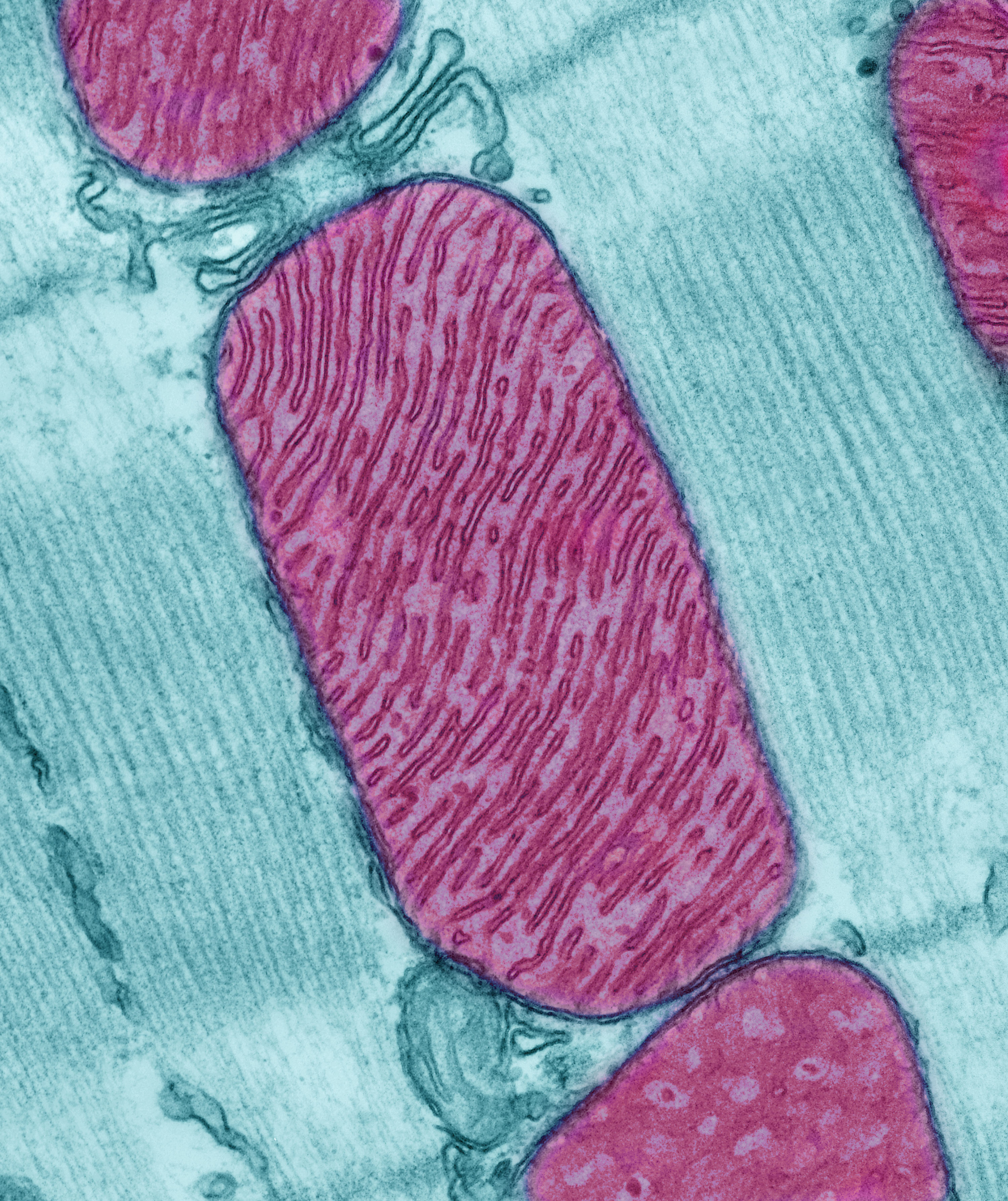Image of mitochondria.