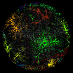 Image of a Genetic Network