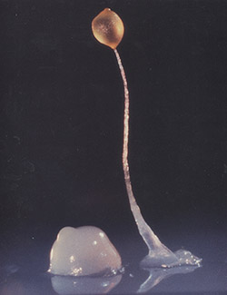 A group of 100,000 individual Dictyostelium come together to form a long stalk topped with a round capsule full of spores called a fruiting body.