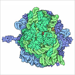 Credit: David S. Goodsell and the RCSB PDB