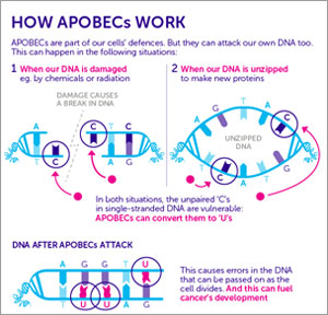 How APOBECs Work inforgraphic