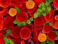 Red blood cells