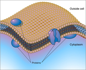 lipidome