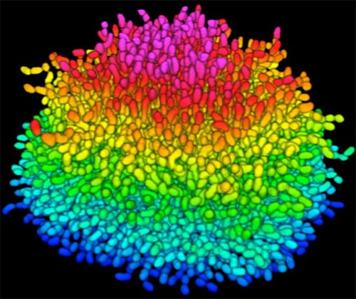 A growing Vibrio cholerae biofilm.