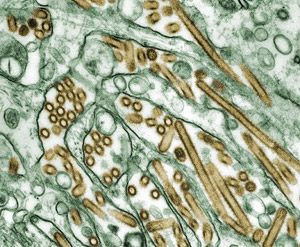 H5N1 virus