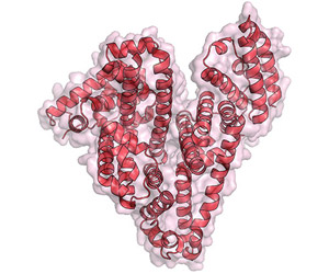 Structure of the serum albumin protein