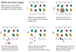 Base excision repairs DNA when a base of a nucleotide is damaged. For example cytosine. Cytosine can easily lose an amino group, forming a base called Urasil. Uracil cannot form a base pair with guanine. An enzyme, glycosylase, discoers the defect and excises the base of uracil. Another couple of enzymes remove the rest of the nucloetide from the DNA strand. DNA polymerase fills in the gap and the DNA strand is sealed by DNA ligase.