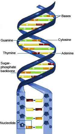 Nucleotide