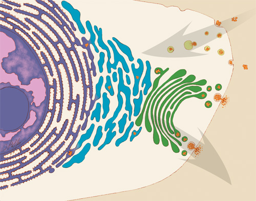 Illustration of some of the jobs that the ER performs in the cell.