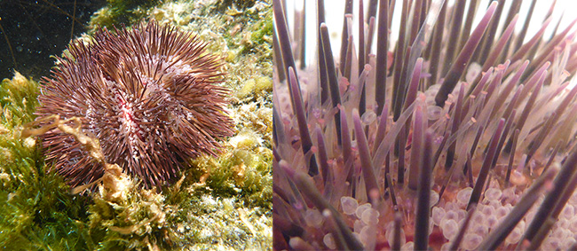 sea urchin foot