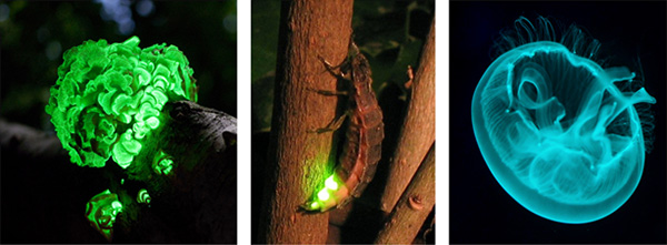 Images of examples of bioluminescence.