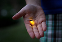 A glowing firefly sitting in a person's open palm.