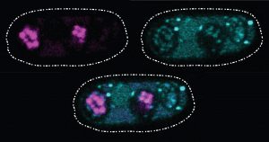 These glowing images of yeast (Schizosaccharomyces kambucha) reproductive cells show an example of a selfish gene at work.