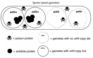 Spores (yeast gametes)