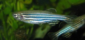 Danio rerio