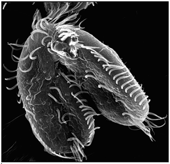 Oxytricha trifallax cells in the process of mating