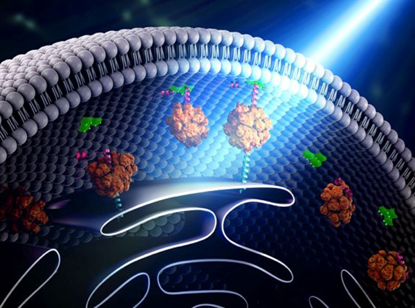 Illustration showing how bridges can be built within a cell using light-reacting molecules