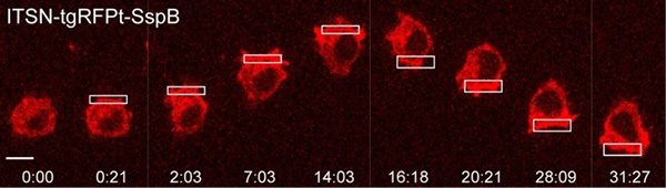 Example of a macrophage cell undergoing optogenetically driven cell migration