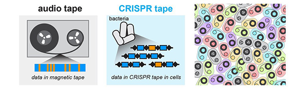 Left: Rectangle containing magnetic tape illustrated as a black strip wound on two spools. Closeup of the magnetic tape beneath as a blue strip with orange lines to indicate stored audio signals. Text reads: data in magnetic tape. Center: Four, white capsule-shaped bacteria, with three rows of connected shapes (black diamonds, blue and orange rectangles) beneath to illustrate stored biological signals in bacteria. Text reads: data in CRISPR tape in cells. Right: Numerous capsule-shaped bacteria in different colors, each containing a black strip wound on two spools