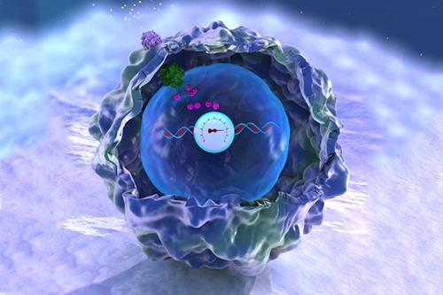 A dark blue-green cell with textured surface containing a round, blue meter with a white dial. The dial reads a magenta ribbon of DNA and records over time the number of cellular events that occur. The cellular events are depicted by purple, green, and smaller magenta clusters moving through the cell.
